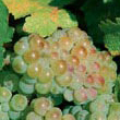 semillon